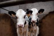 @INRA B. Nicolas (veau dans la nursery à la ferme de Bressonvilliers)