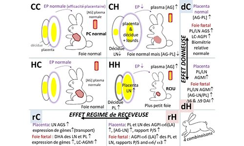 @INRAE Delphine Rousseau-Ralliard Légende : A summary of the feto-placental effects of maternal exposition to a high-gat diet  either during preconceptional or gestational periods