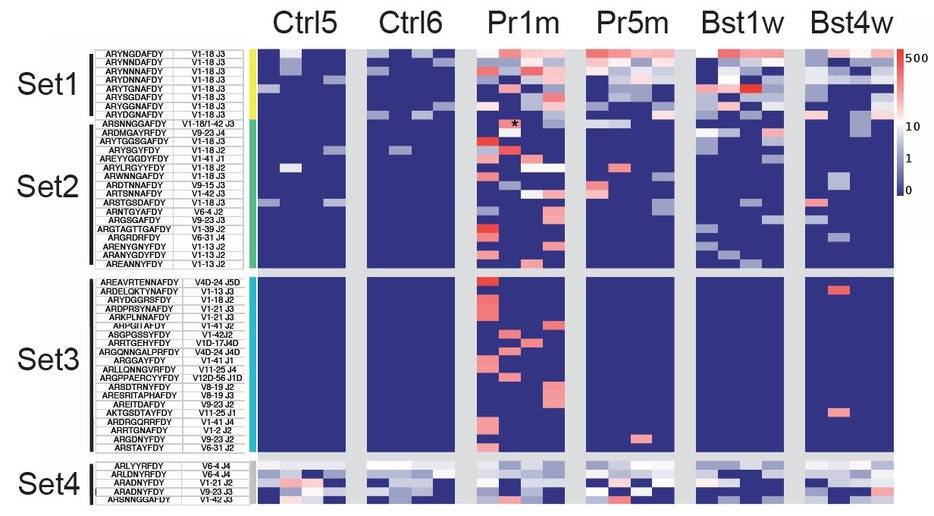 Heatmap d'expression des clonotypes les plus partagés chez les poissons immunisés