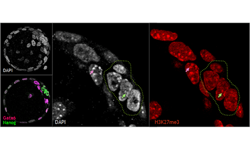 @INRAE A. Bonnet-Garnier : Embryon de souris à E3.75 / dapi (ADN), GATA6 (hypoblaste), Nanog (épiblaste pluripotent, entouré en pointillés verts) et H3K27me3