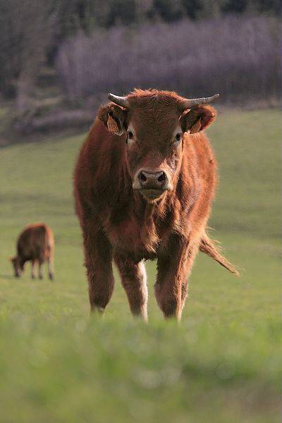 INRAE. Marie-Christine Lhopital, Race bovine limousine au coeur des Monts du Lyonnais (Sourcieux les Mines, Rhone)