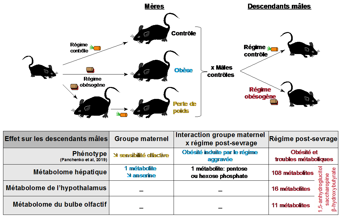 Métabolomes du foie et du cerveau chez la souris