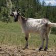 Chèvre provençale. M. Capitan