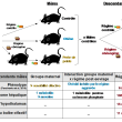Métabolomes du foie et du cerveau chez la souris