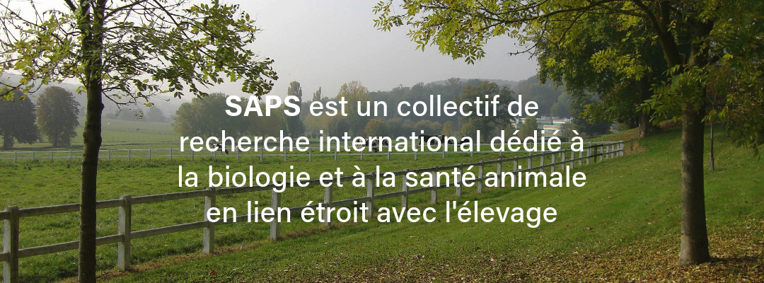 SAPS-2-COLLECTIF.png