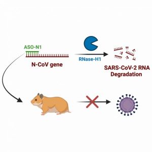 Figure résumé de l’article paru dans Molecular Therapy Nucleic Acids, 36(3), 102612