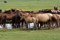 Cheval Mongolie
