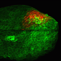 Microscopie confocale de l'activation de la réponse inflammatoire il1β en embryon de poisson zèbre (lignée transgénique Tg il1β:GFP)