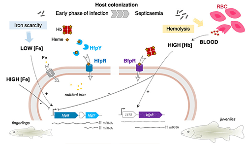 @ INRAE VIM T. Rochat "Deux systèmes d'acquisition d'hème sont nécessaires à l'infection de la truite arc-en-ciel par la bactérie responsable de la flavobactériose d'eau douce."